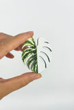 Tropical Leaf Magnet — Monstera Series