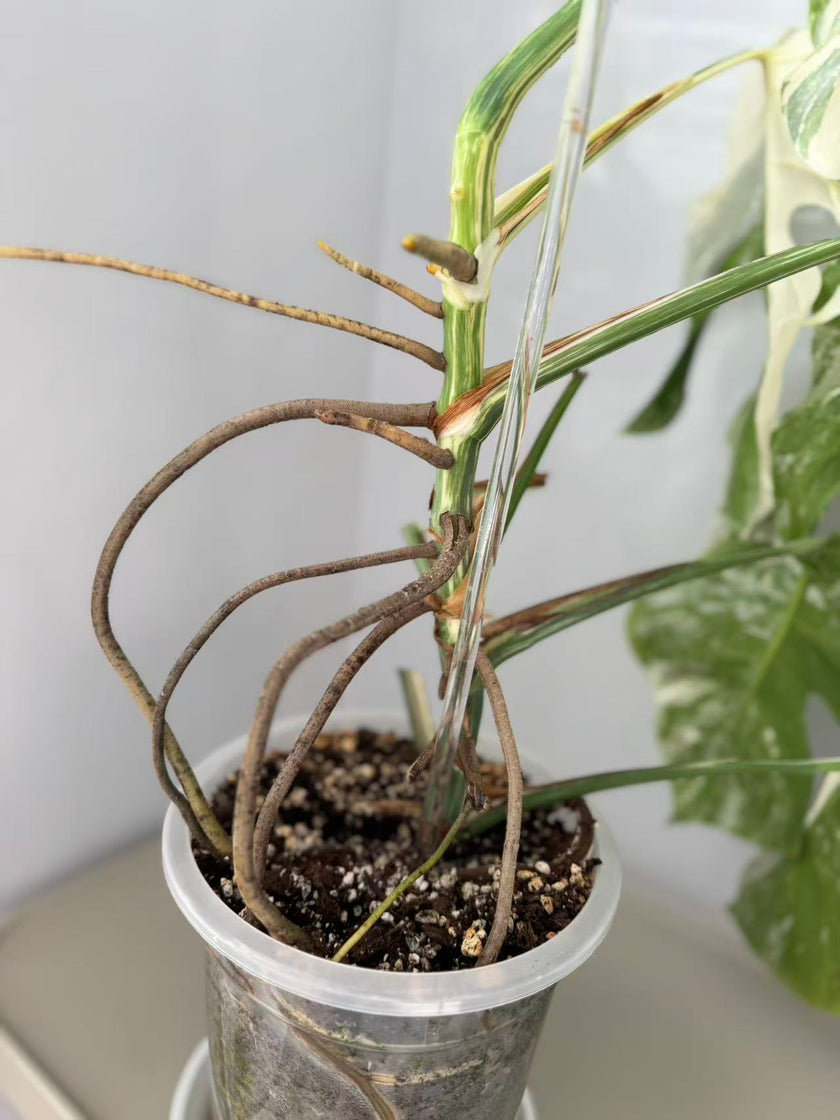 Monstera Albo -Japanese XL (Pick up& GTA Delivery Only)