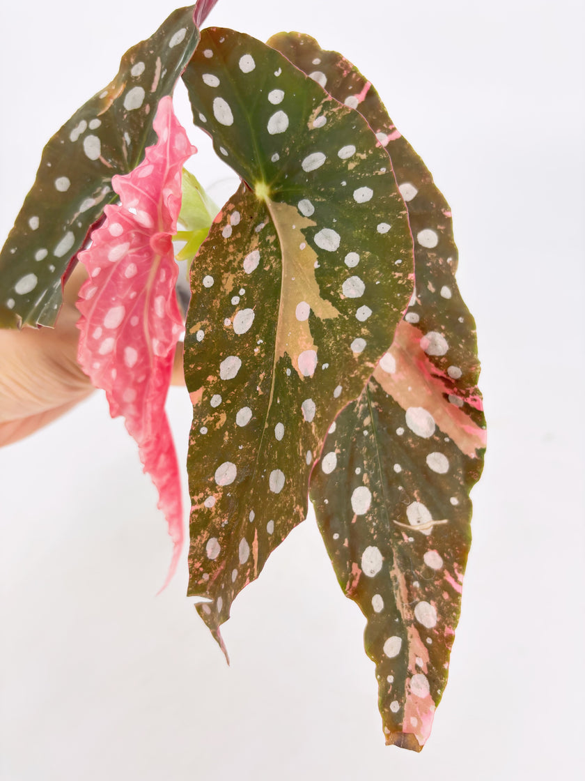 Pink Combo (Begonia Maculata Pink + Alocasia Chantrieri Pink)