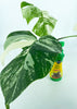 Monstera Albo *Pick up&Local Delivery Only* 3 leaves