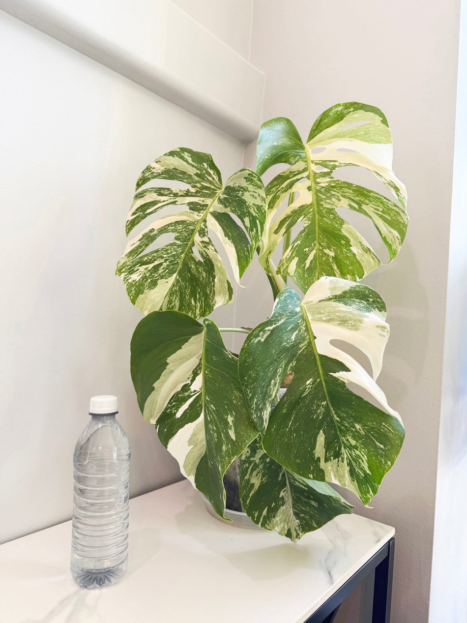 Monstera Albo Holland @Markham Warehouse *Pick Up &GTA Delivery Only*