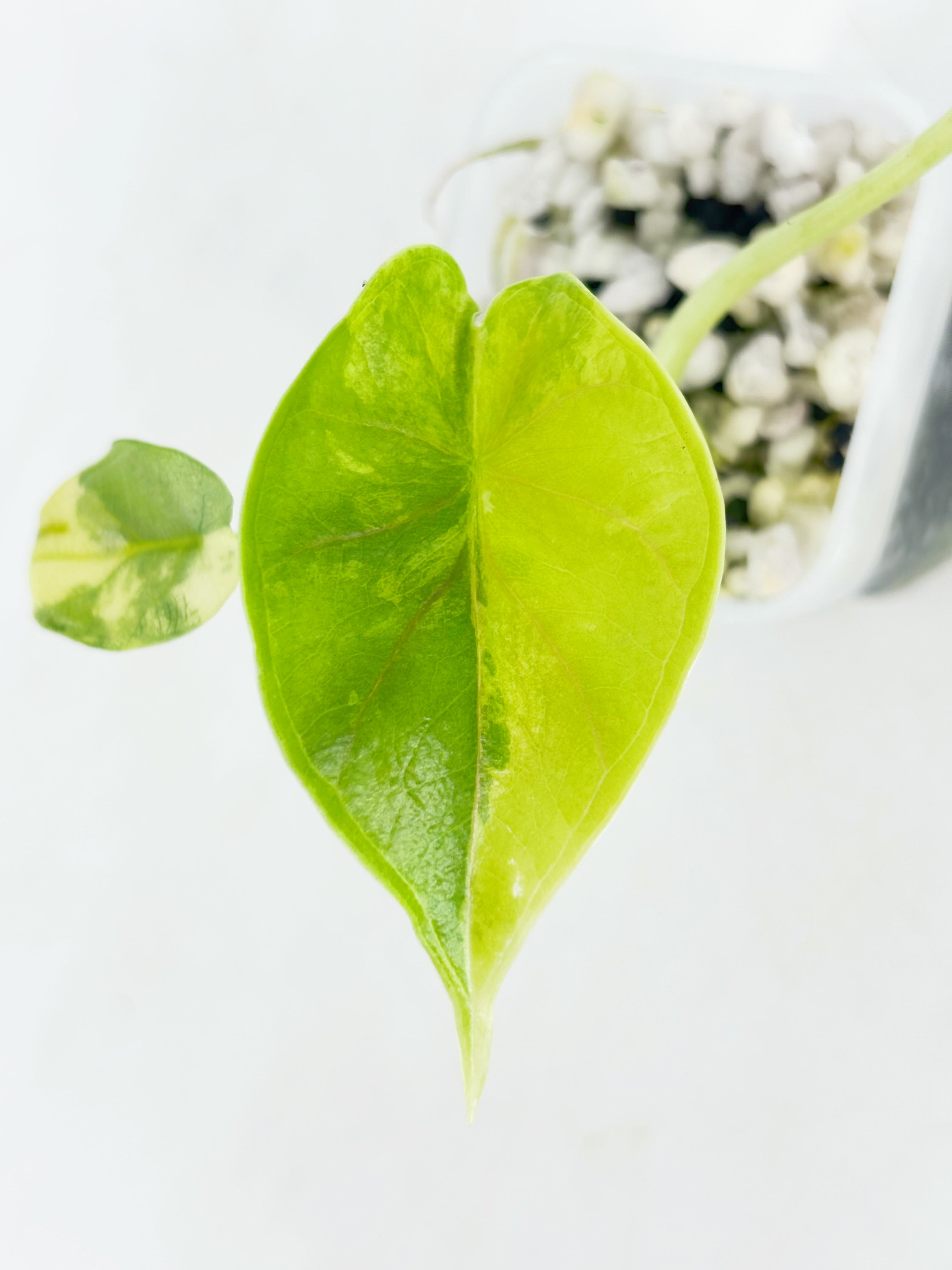 Alocasia Dragon Scale Var Duo @BC Warehousel