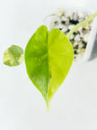 Alocasia Dragon Scale Var Duo @BC Warehousel