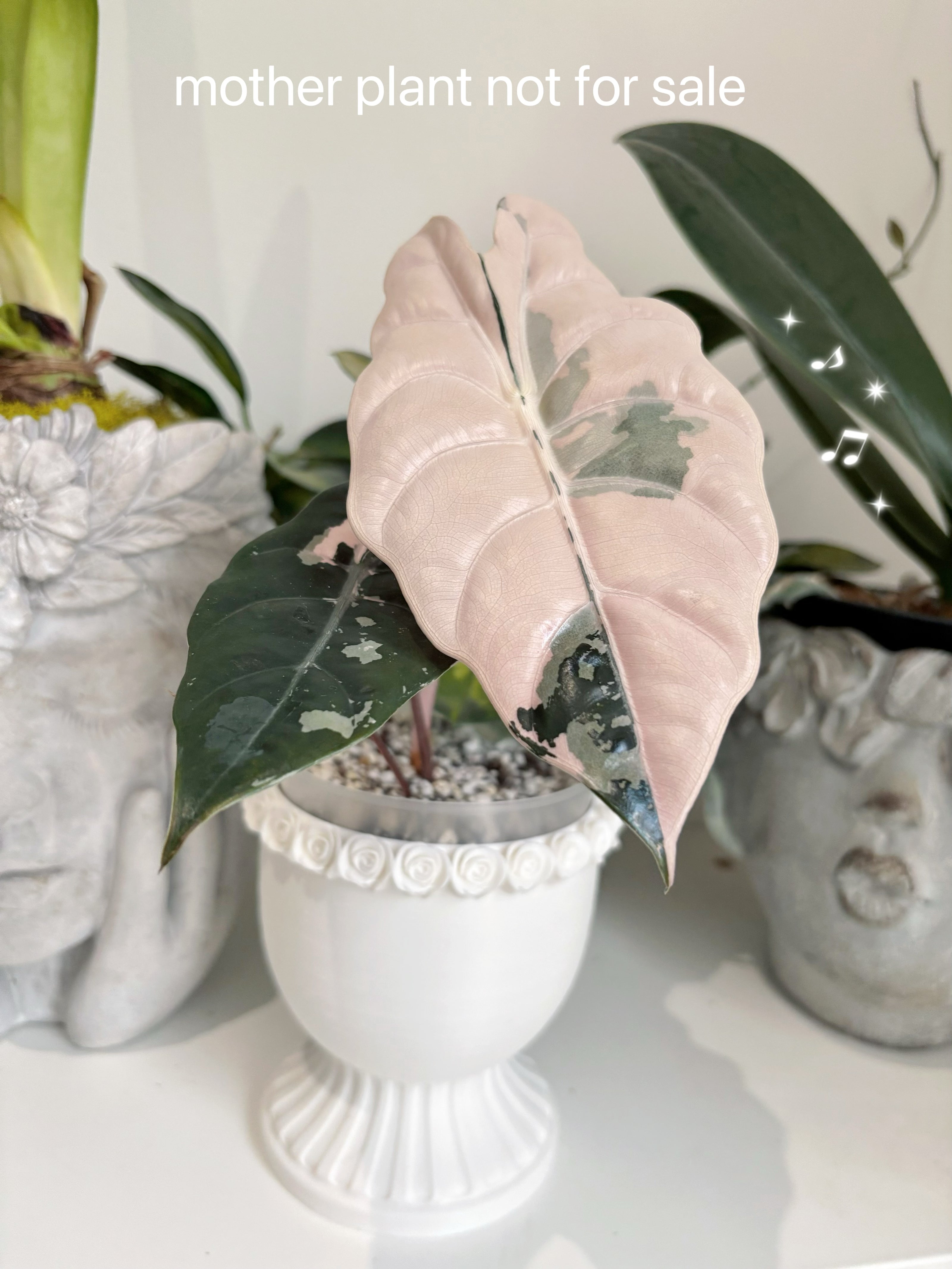 Alocasia Chantrieri Pink Variegated Corm