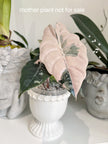 Alocasia Chantrieri Pink Variegated Corm