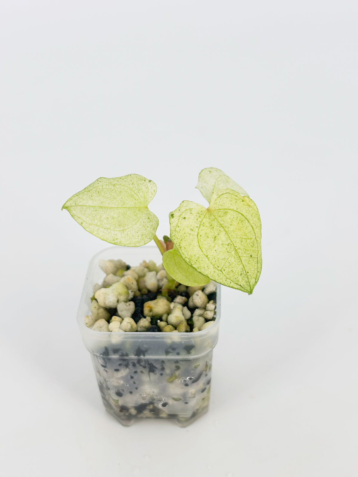 Deluxe Variegated Anthurium Combo @BC Warehouse