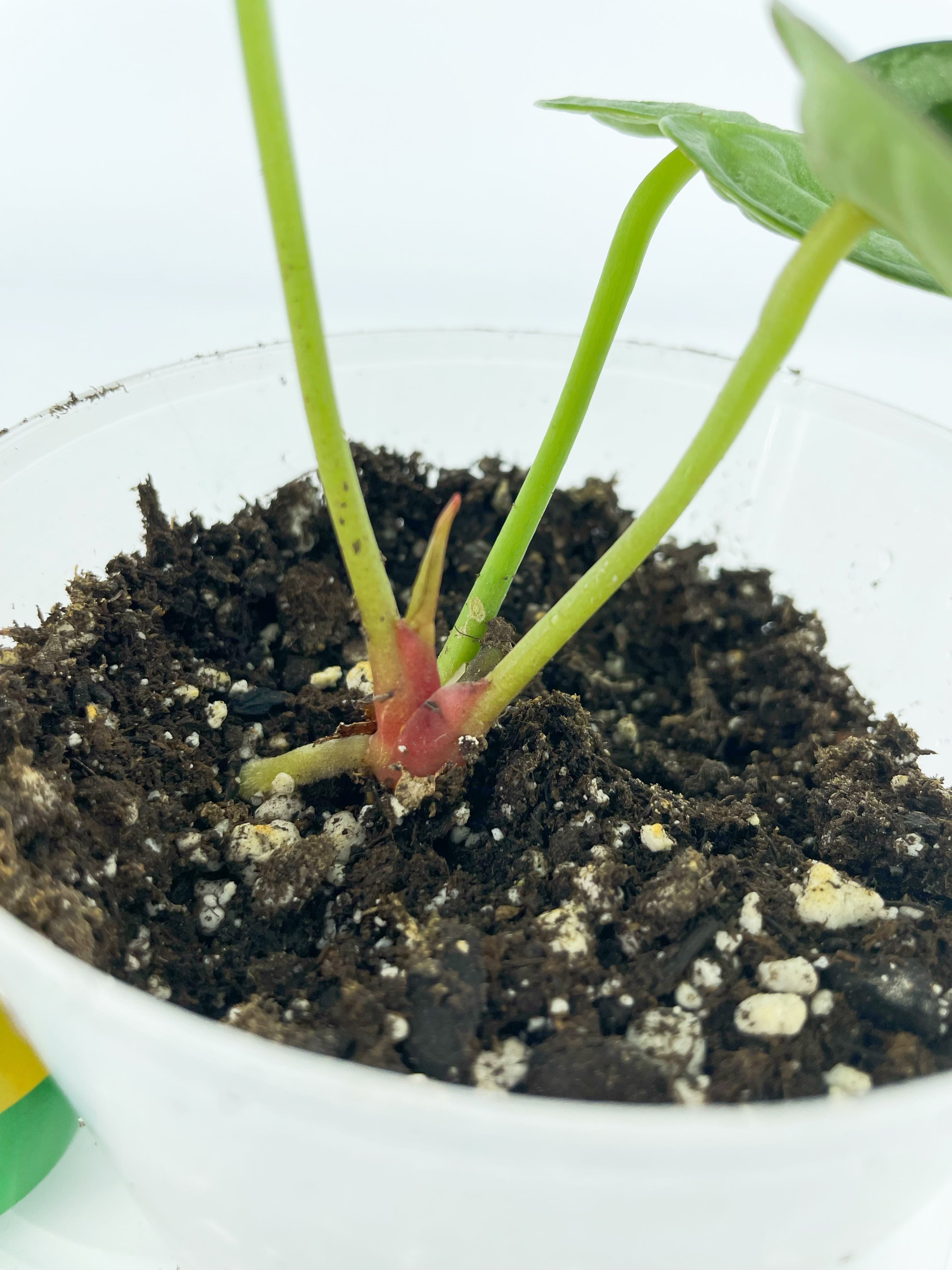 Anthurium Silver Blush