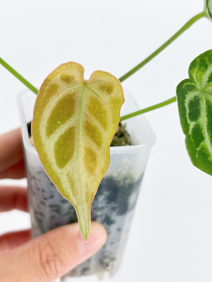 Anthurium Crystallinum Var @BC Warehouse