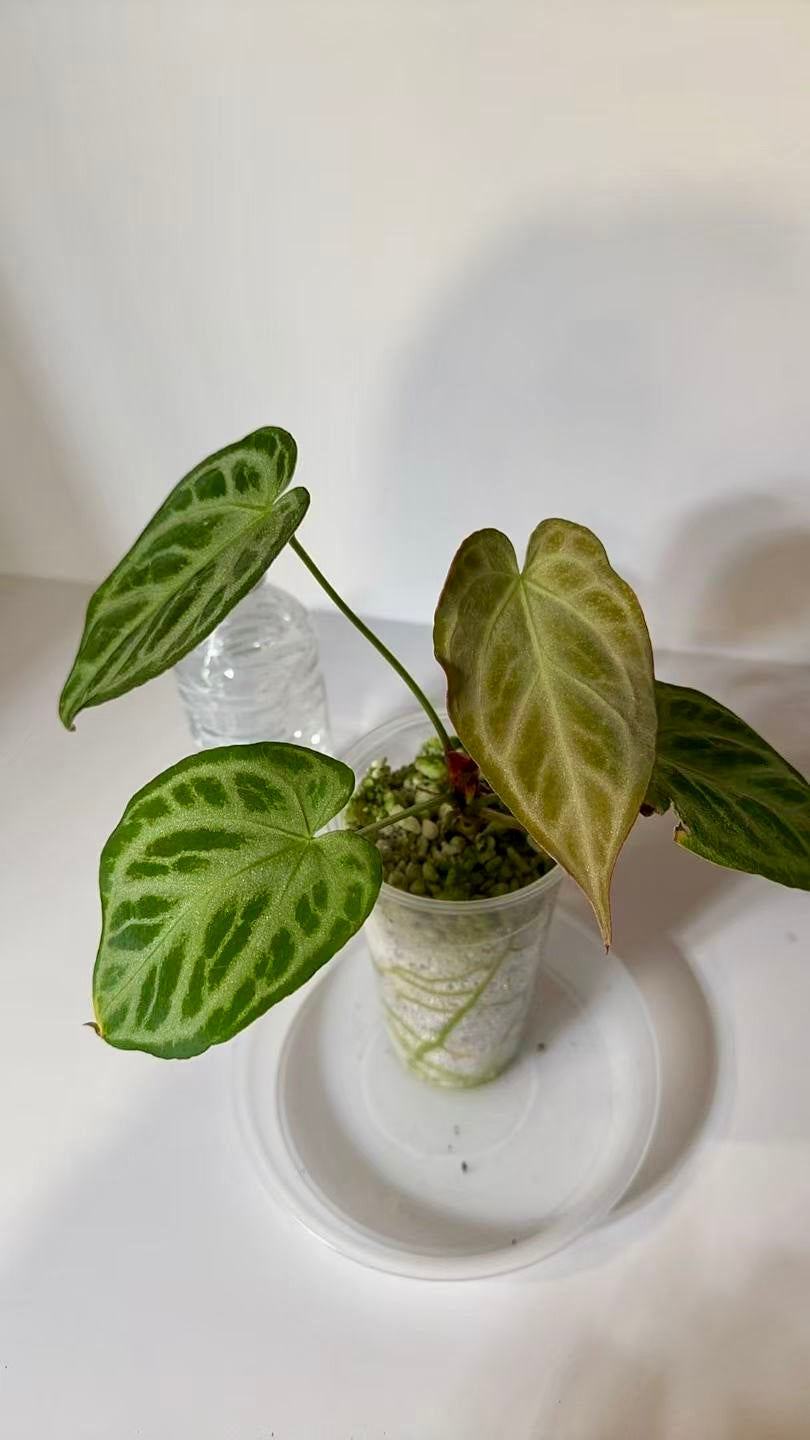 Anthurium Silver Blush (3 inch pot)*Multiple Available Random Selection*