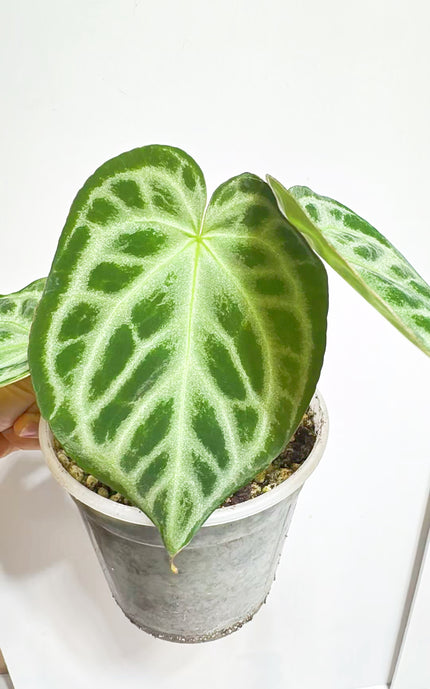 Anthurium Silver Blush XL@Markham Warehouse *GTA Local Delivery& Pick up Only*