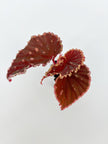 Begonia combo (Darth x Maloch & Pink Maculata) @BC Warehouse