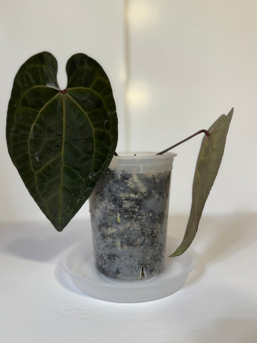 Anthurium Ace of Spades (Tezula dark form)