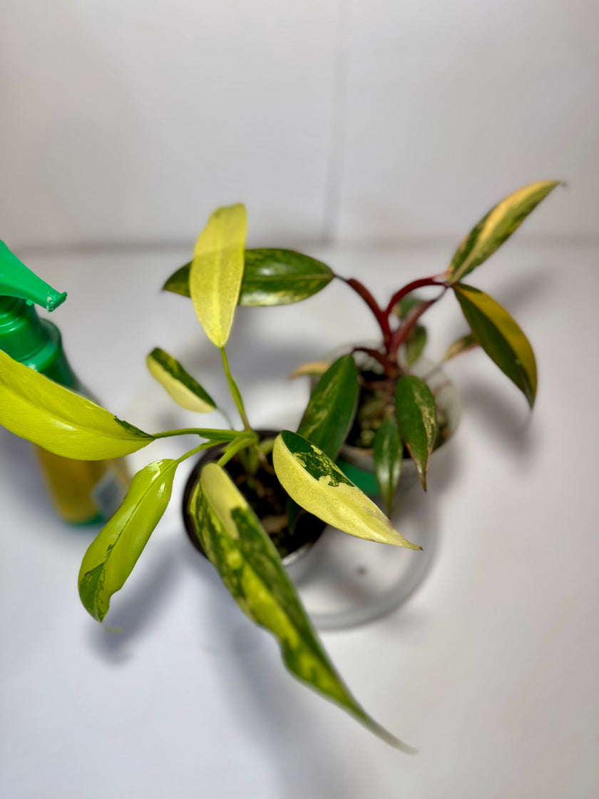 Philodendron Combo (strawberry shake and domesticum var)