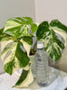 Monstera Albo -Japanese