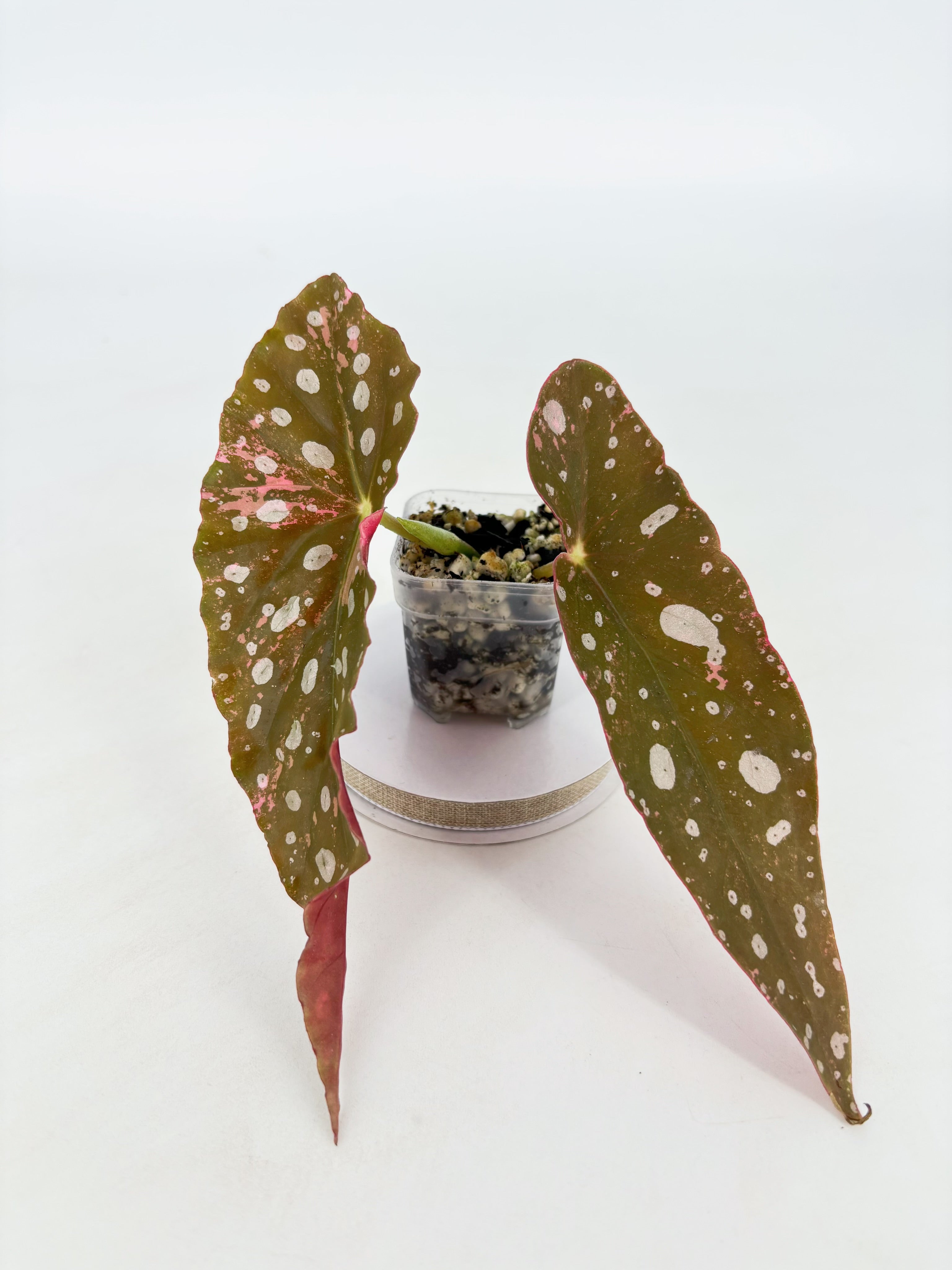Begonia Maculata Pink @BC Warehouse