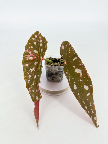 Begonia Maculata Pink @BC Warehouse