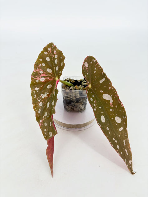 Begonia Maculata Pink @BC Warehouse