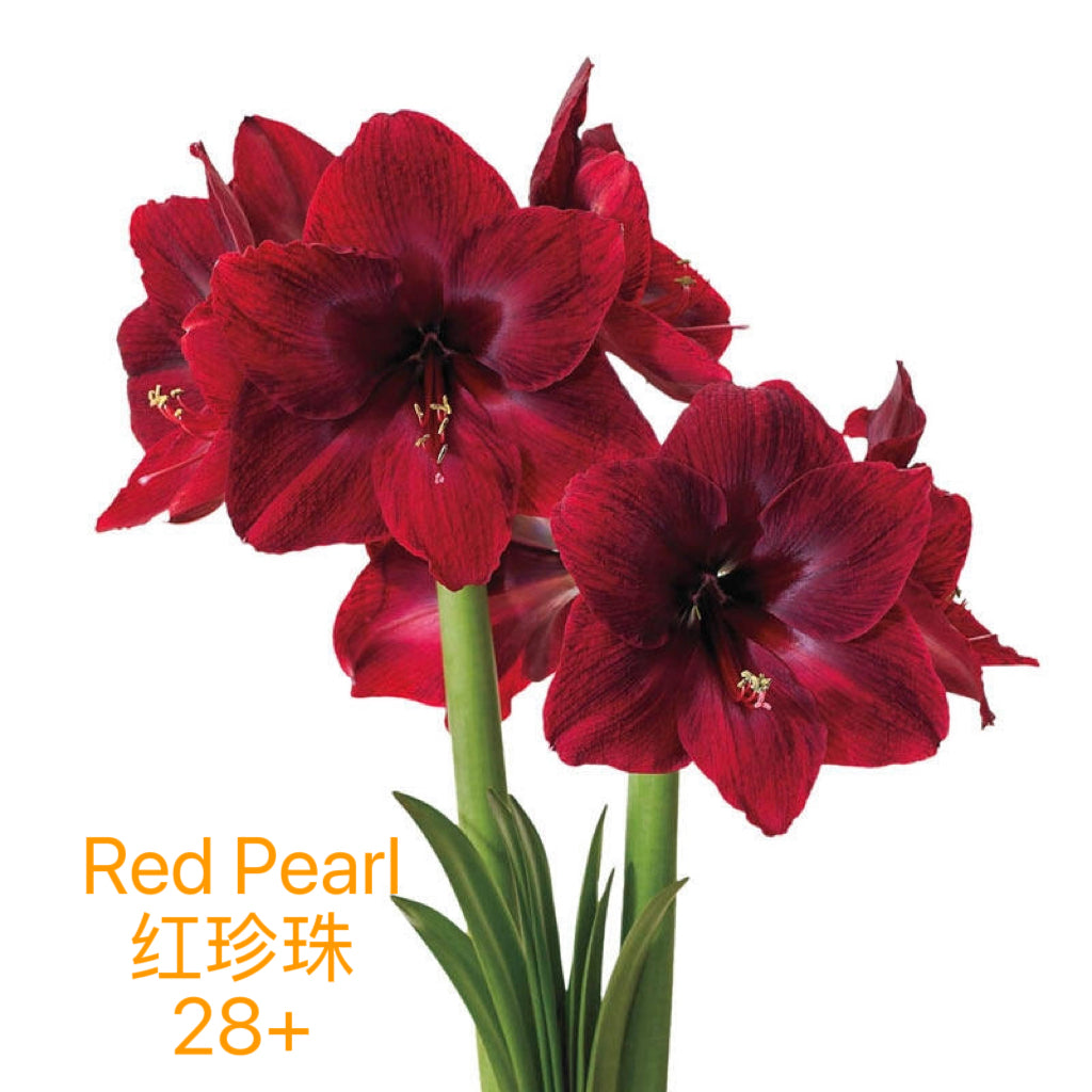 Holiday Amaryllis Bulb Limited Edition -Free Gift Package