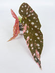 Begonia Pink Maculata @BC Warehouse 004
