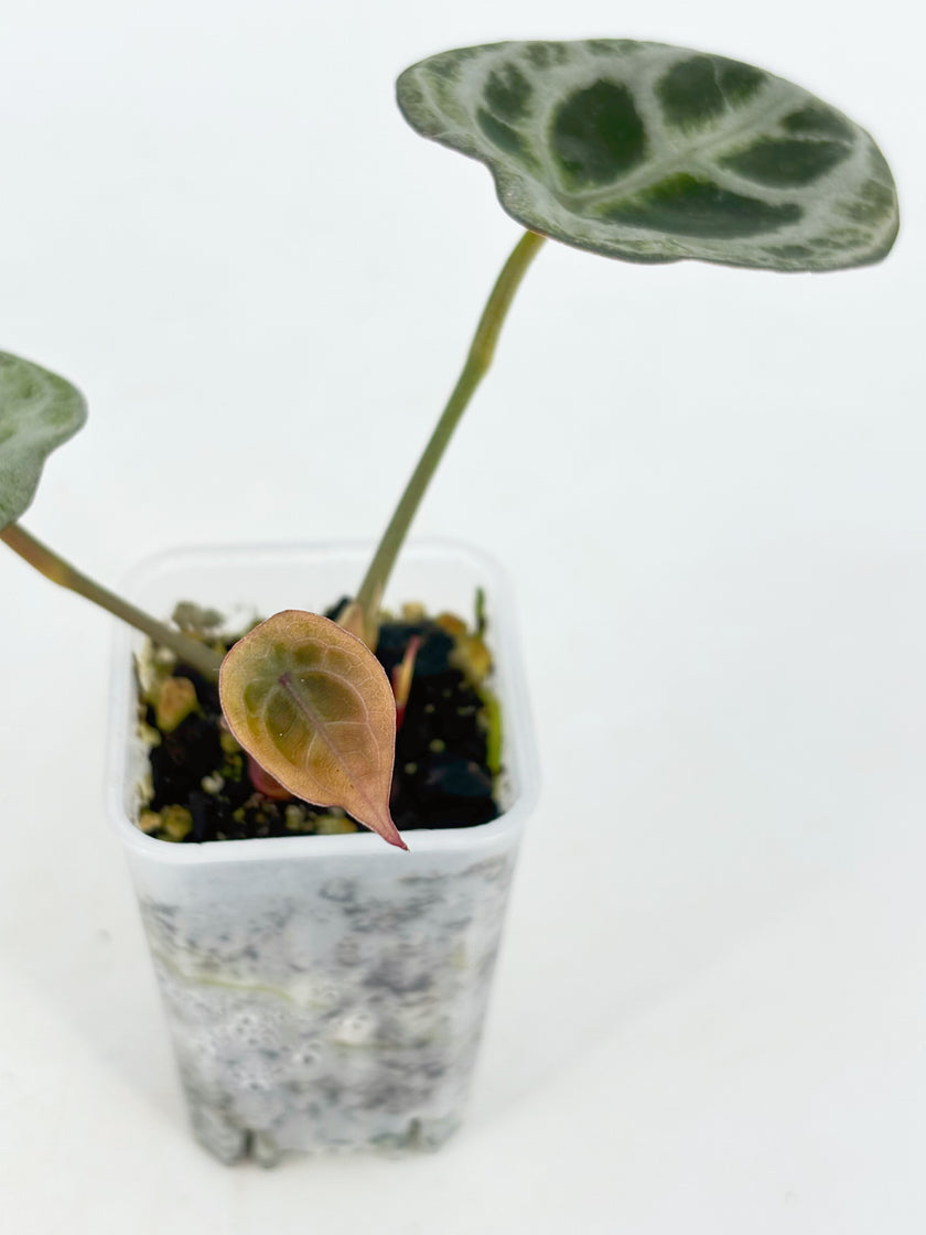 Anthurium Diamond Shield@BC Warehouse