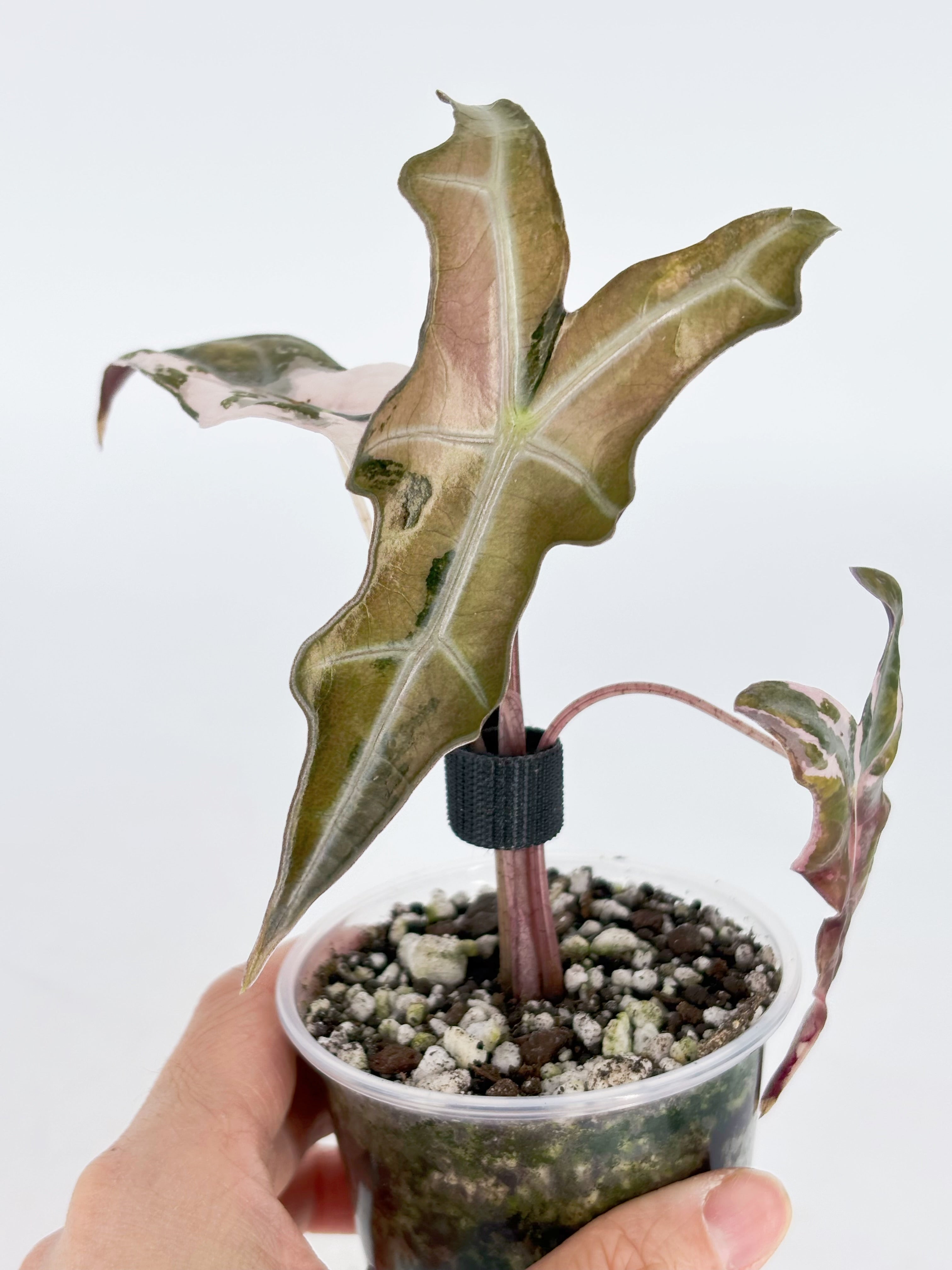 Pink Combo (Chantrieri Pink & Noblis Pink K form) @BC Warehouse