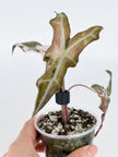 Pink Combo (Chantrieri Pink & Noblis Pink K form) @BC Warehouse