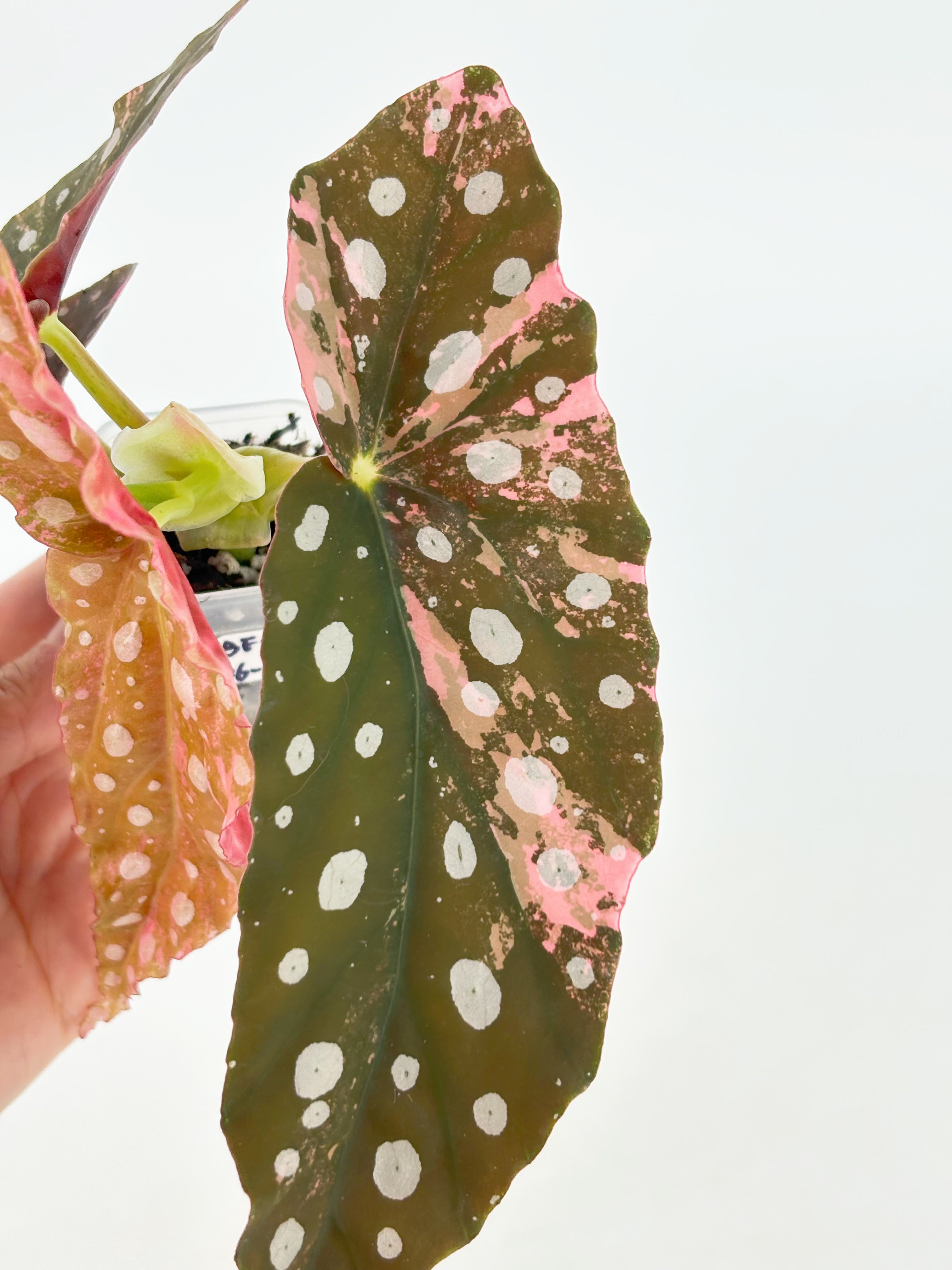 Begonia Pink Maculata@BC Warehouse