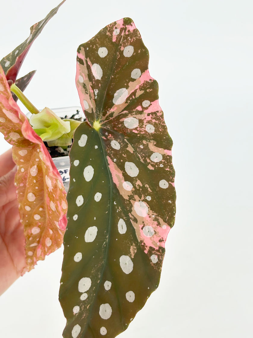 Begonia Pink Maculata@BC Warehouse