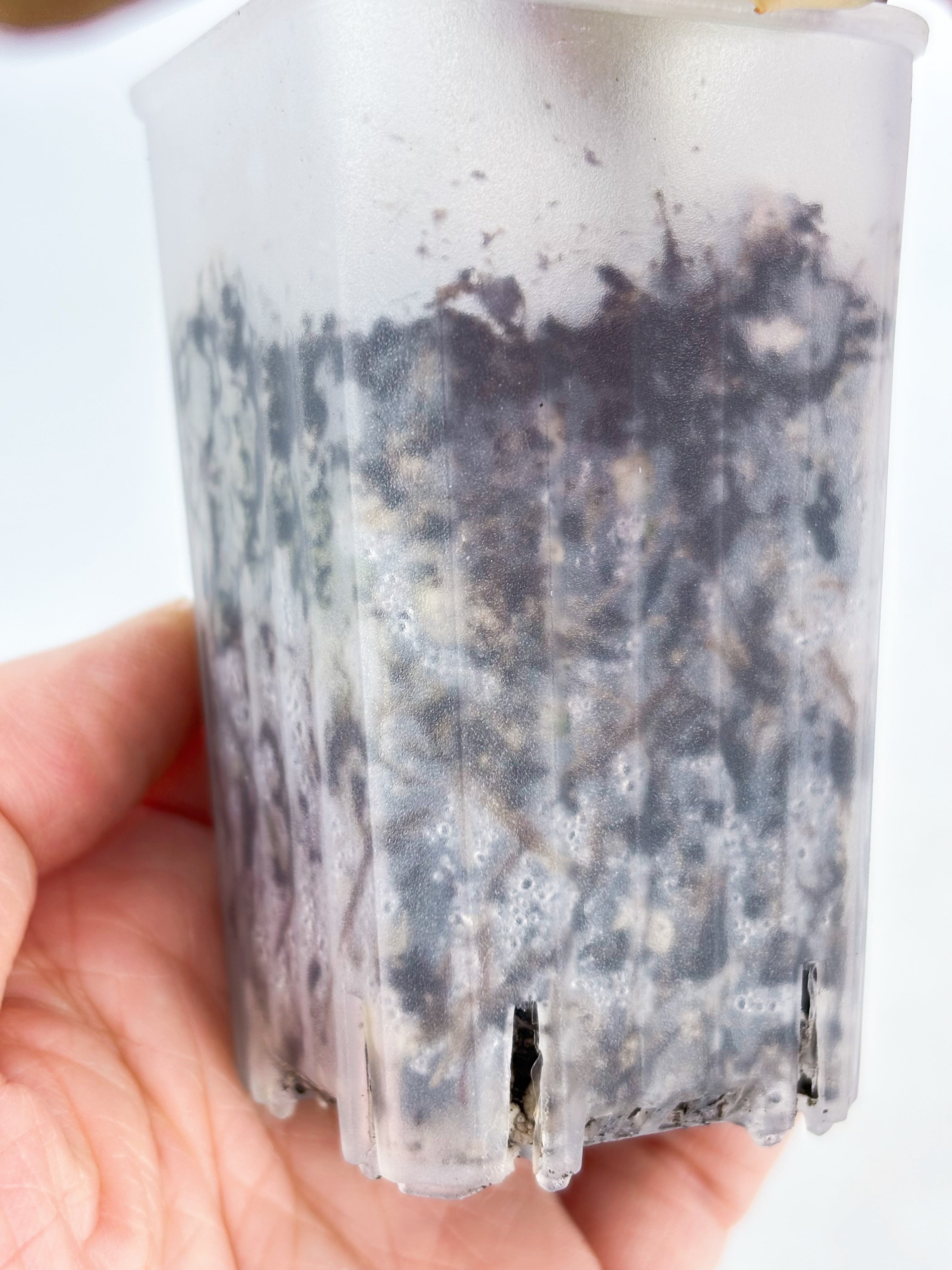 Pink Combo (Begonia Maculata Pink + Alocasia Chantrieri Pink)