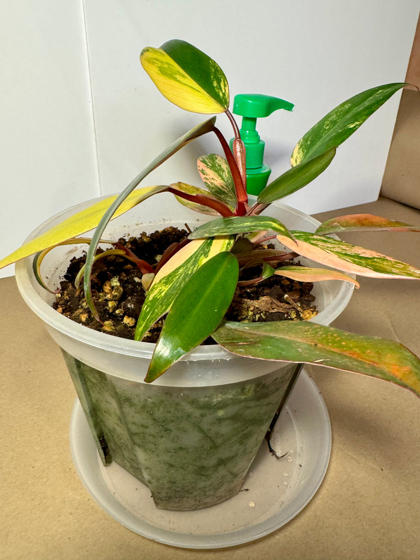 Philodendron Strawberry Shake