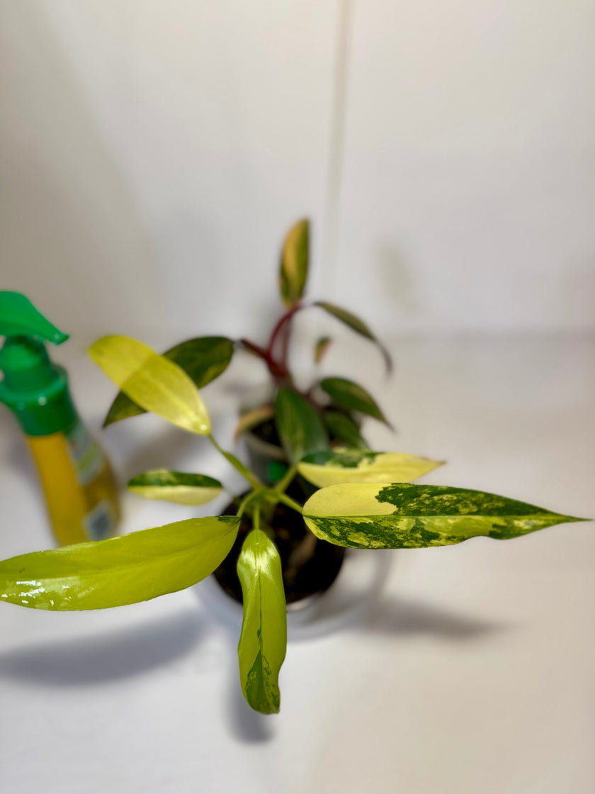 Philodendron Combo (strawberry shake and domesticum var)