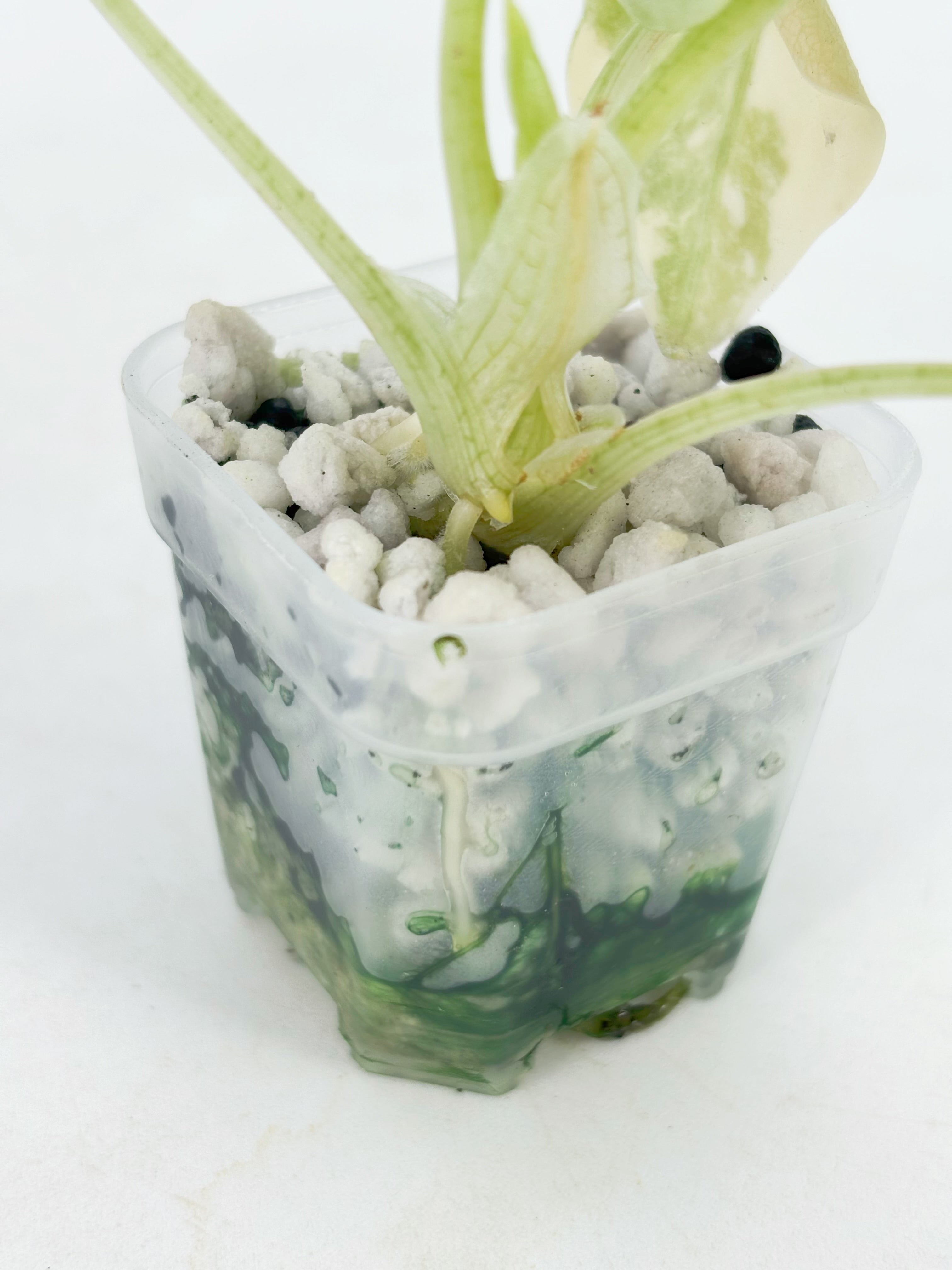 Alocasia Melo Duo@BC Warehouse