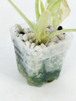 Alocasia Melo Duo@BC Warehouse