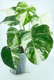 Monstera Albo *Pick up &Local Delivery Only*