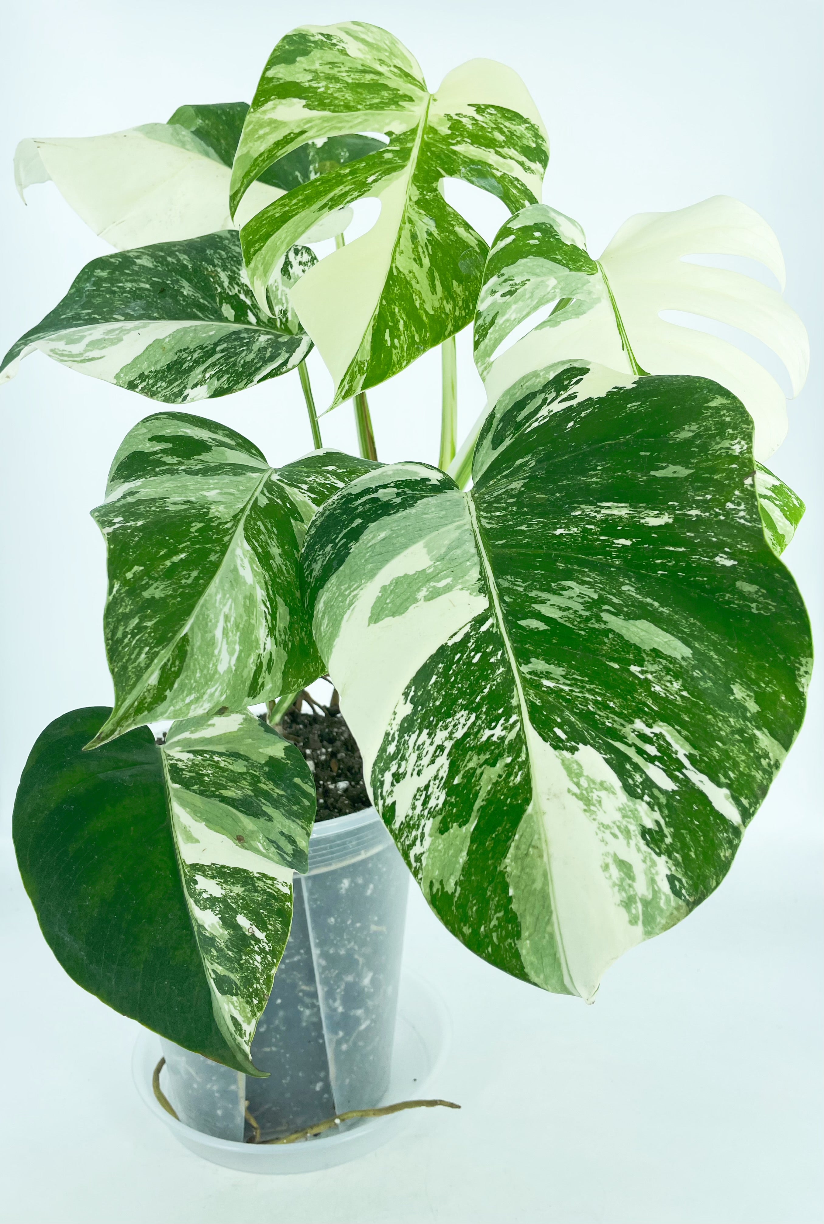 Monstera Albo *Pick up &Local Delivery Only*