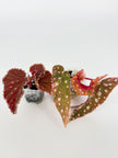 Begonia combo (Darth x Maloch & Pink Maculata) @BC Warehouse