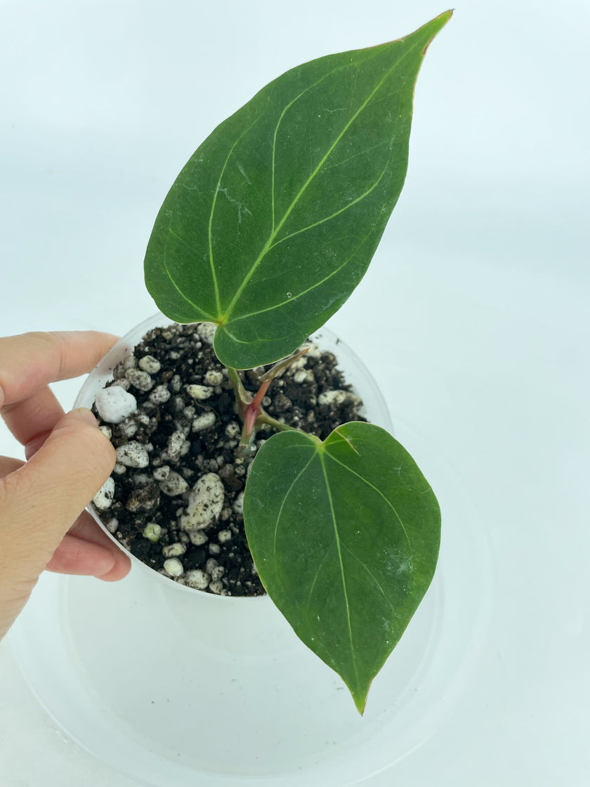 Anthurium King of Spades (KOS) *Multiple Available Random Selection*