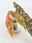 Begonia Maculata Pink@BC Warehouse