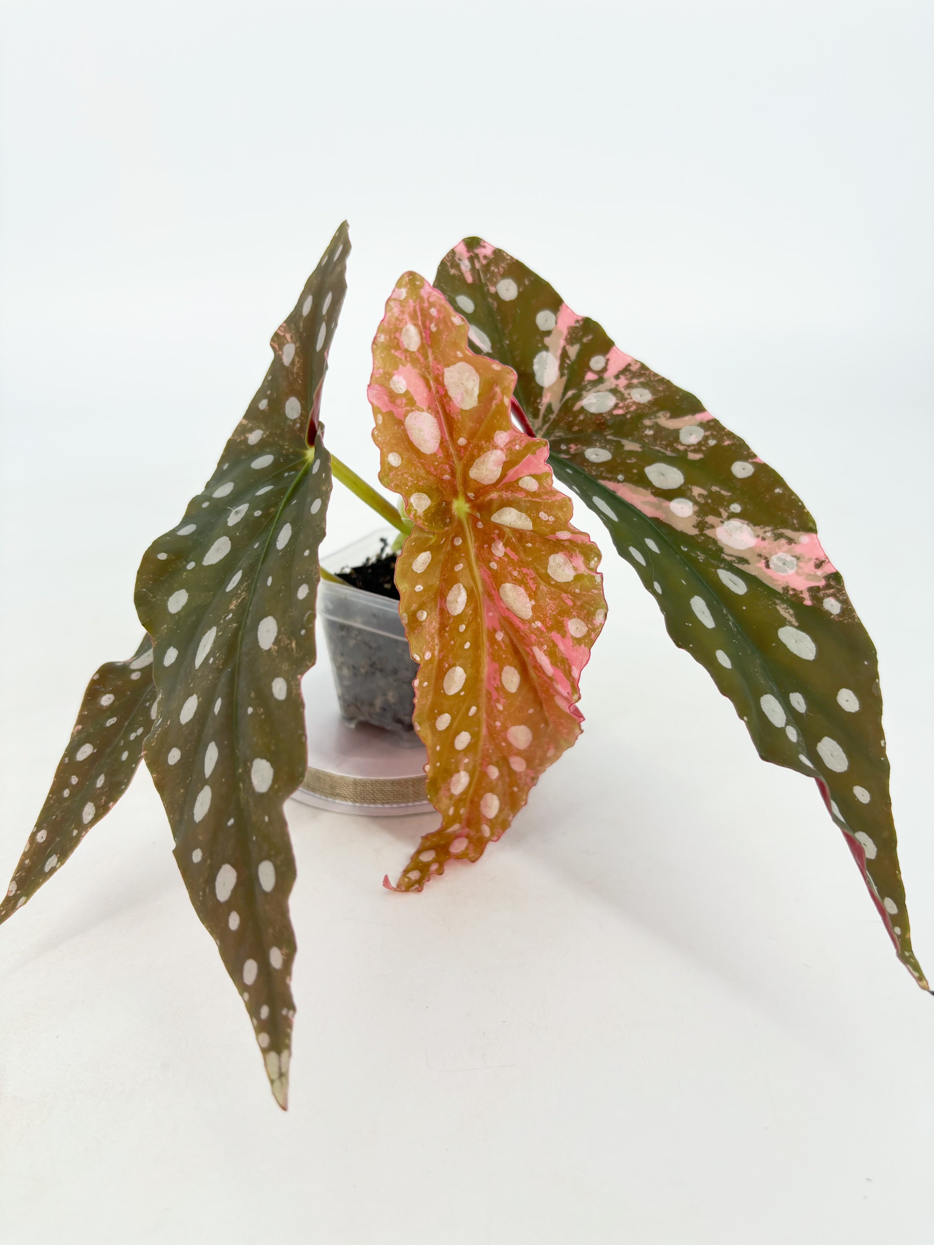 Begonia Pink Maculata@BC Warehouse