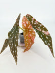 Begonia Pink Maculata@BC Warehouse