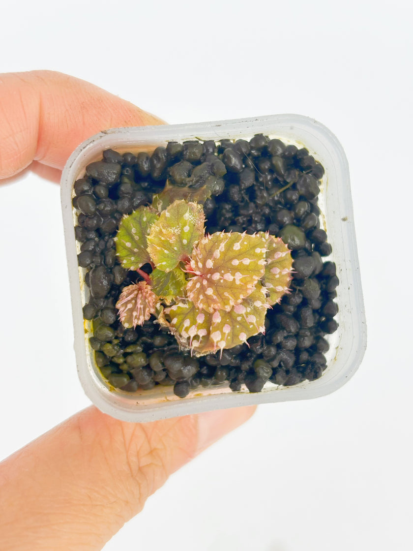 Begonia Pink Urchin@BC Warehouse