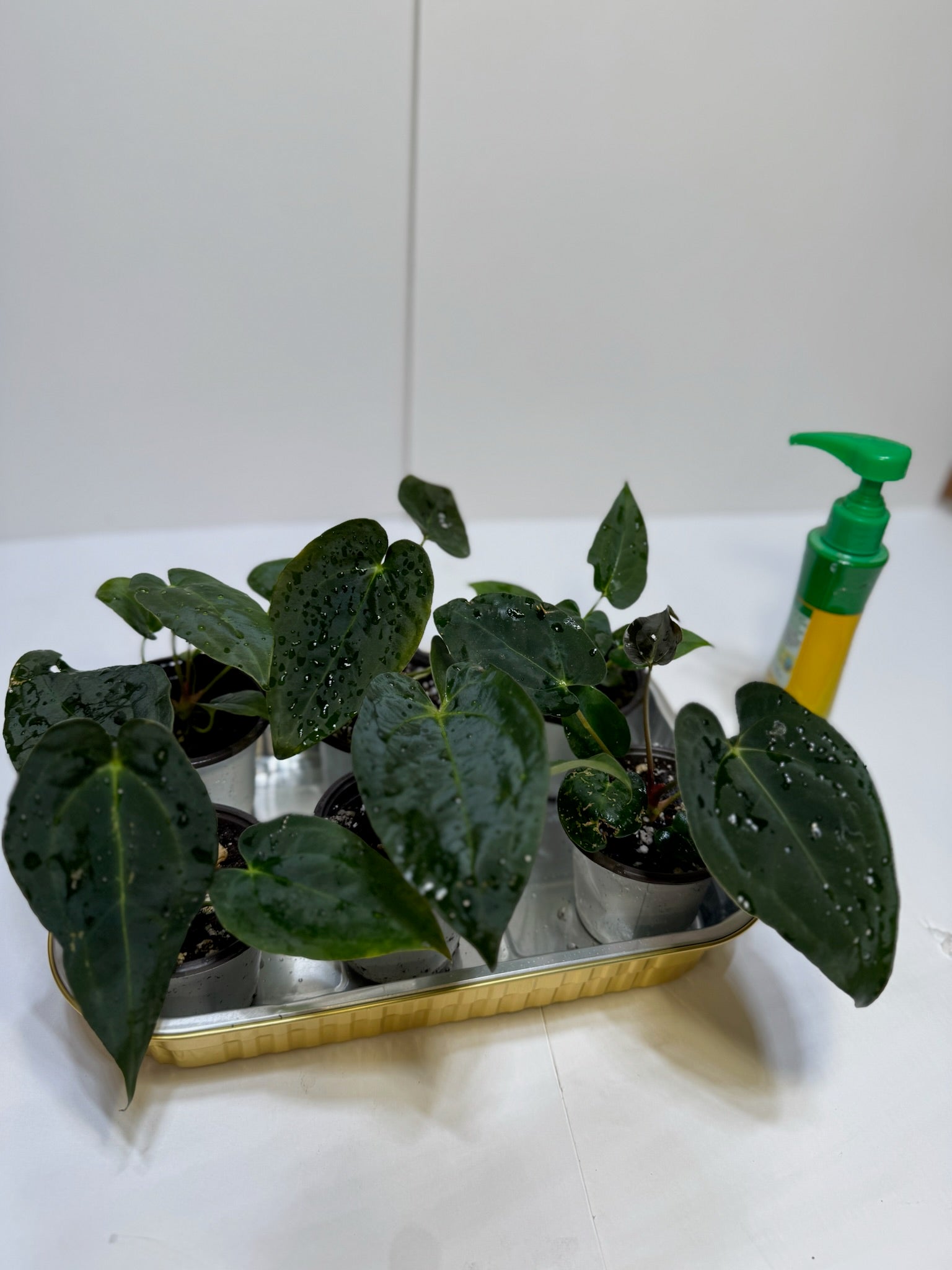 Anthurium Papi FSRL x Forgetii dark *Multiples Available Ramdom Selection*