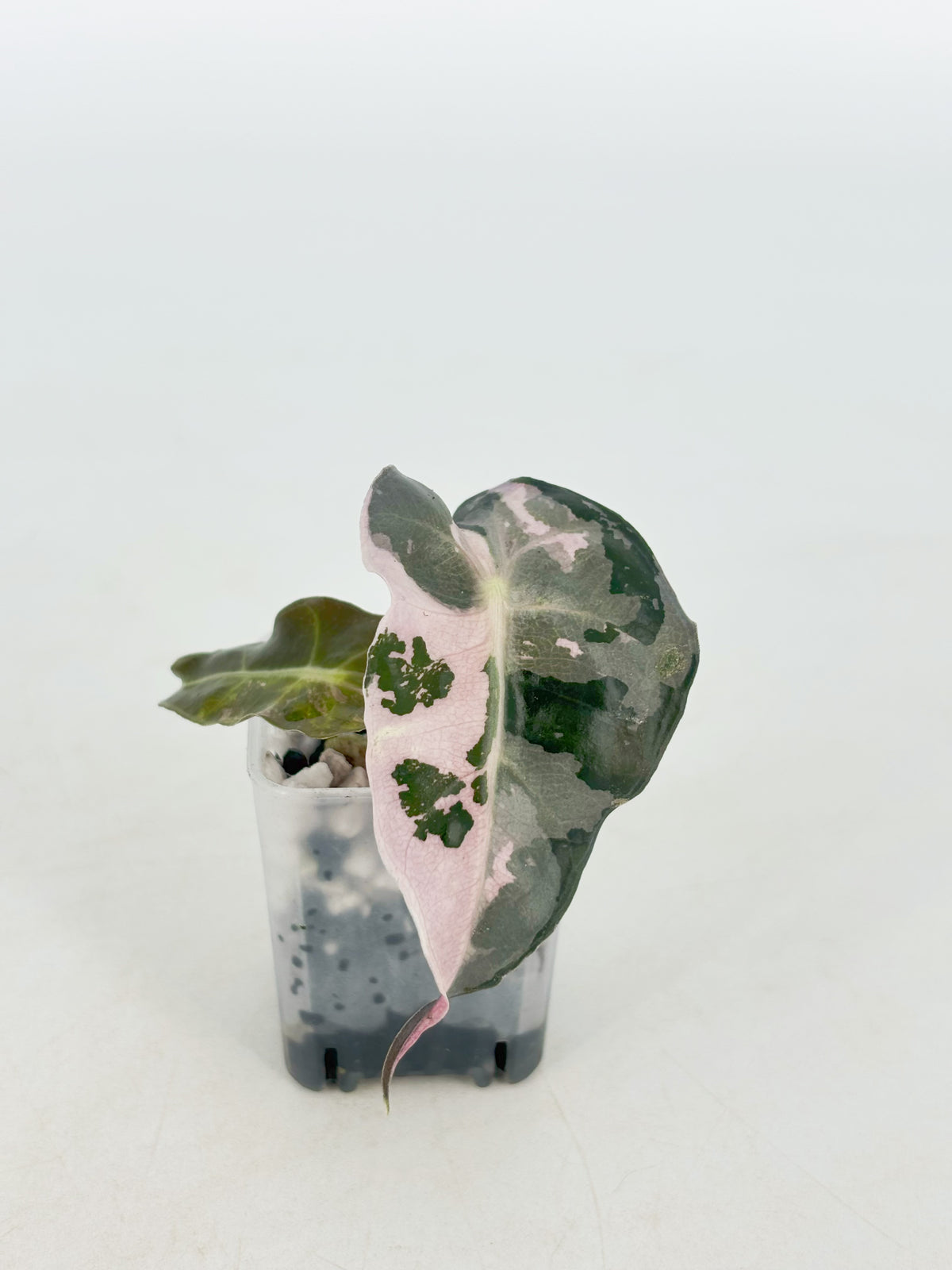Alocasia Pink Combo@BC Warehouse