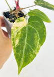 Anthurium Forgetii x Zara Michelle Variegated@BC Warehouse