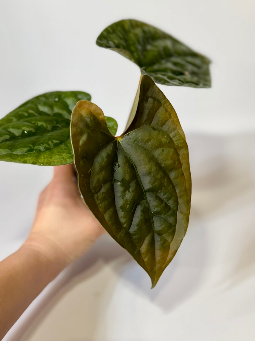 Anthurium Papi FS x RL x Luxurians