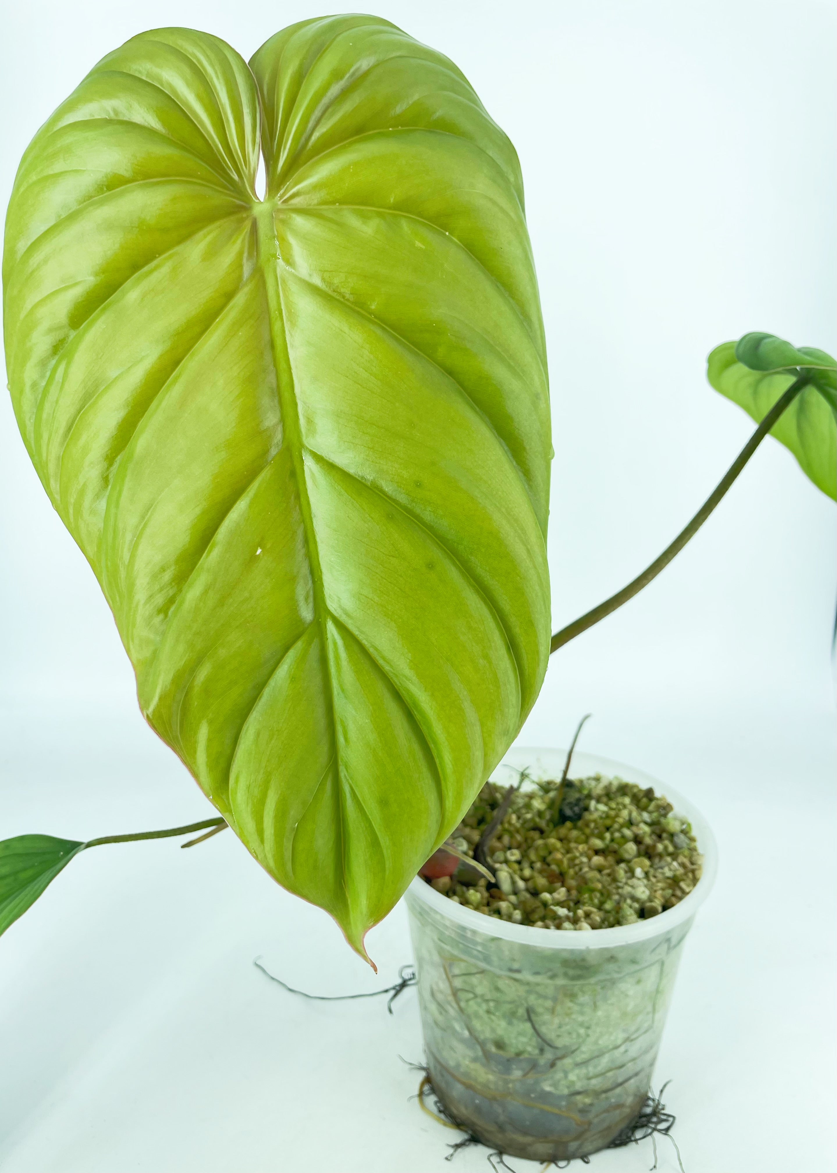 Philodendron SP Colombia XXL *Pick up& Local Delivery Only*