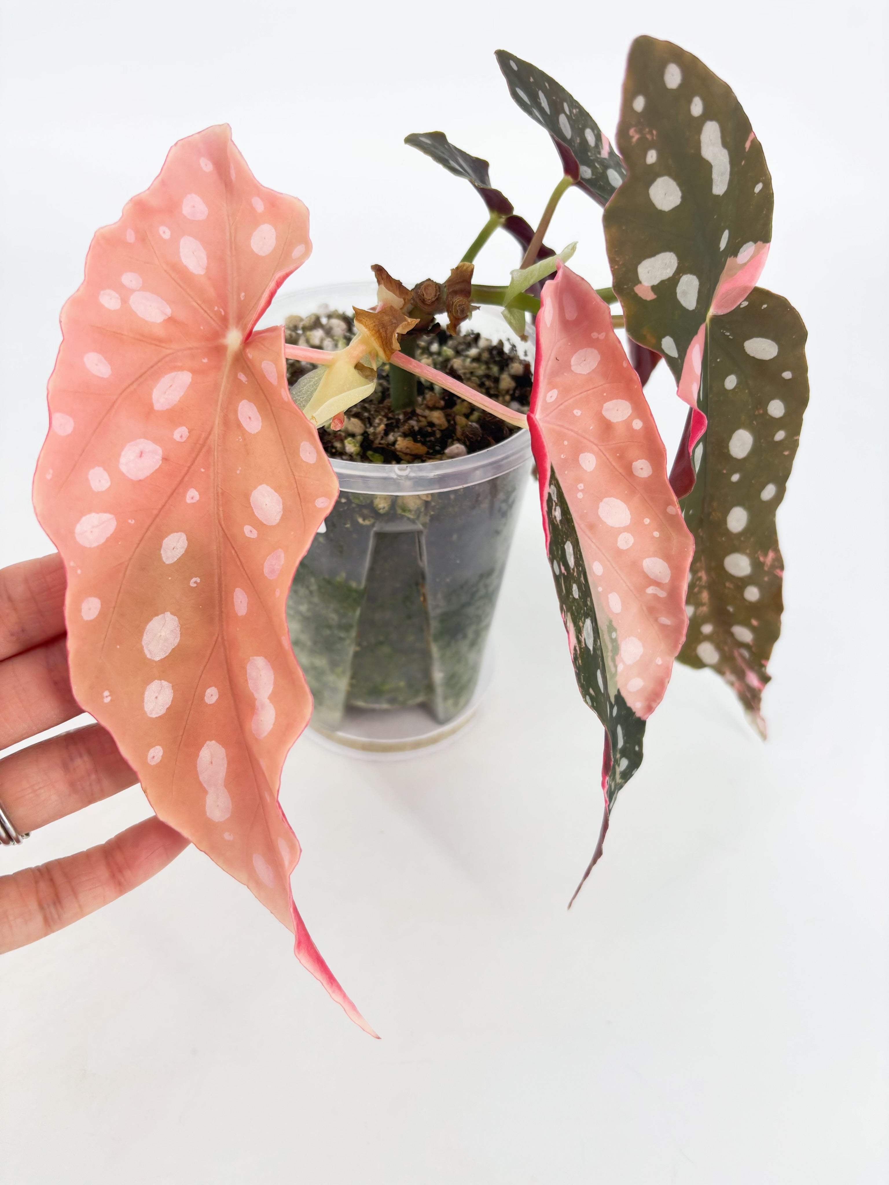 Begonia Pink Maculata @BC Warehouse *Pick Up/Local Delivery Only* 001