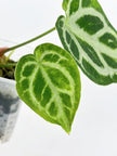 Anthurium Crystallinum Var @BC Warehouse