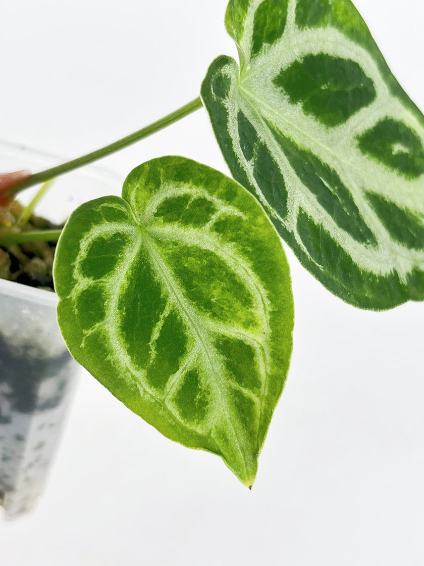 Anthurium Crystallinum Var @BC Warehouse