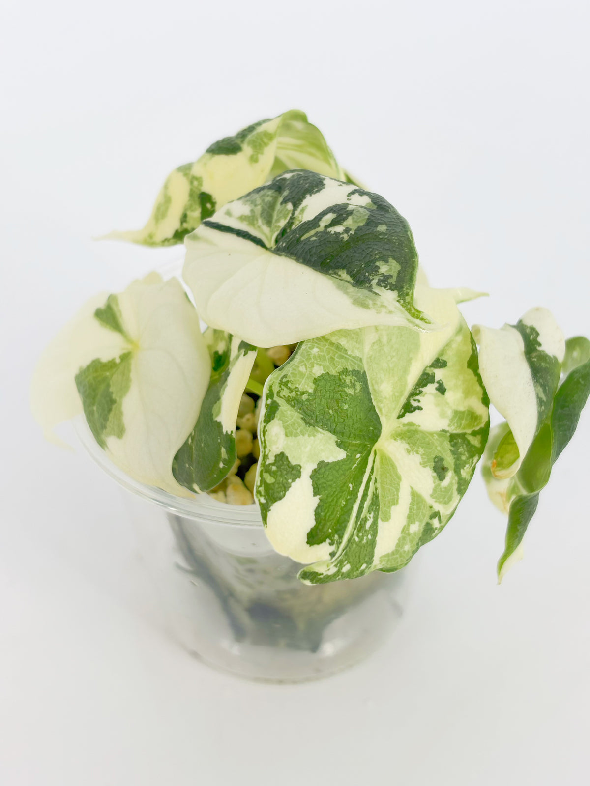 Alocasia Melo Albo@BC Warehouse